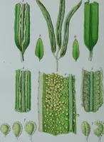 Picture 41 of 126 from Genera filicum, or, Illustrations of the ferns, and other allied genera / from the original coloured drawings of Francis Bauer ; with additions and descriptive letterpress, by Sir William Jackson Hooker. (1842), leaf 221