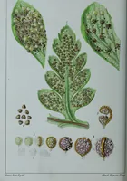 An illustration from Genera filicum, or, Illustrations of the ferns, and other allied genera / from the original coloured drawings of Francis Bauer ; with additions and descriptive letterpress, by Sir William Jackson Hooker. (1842)