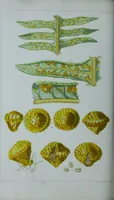 An illustration from Genera filicum, or, Illustrations of the ferns, and other allied genera / from the original coloured drawings of Francis Bauer ; with additions and descriptive letterpress, by Sir William Jackson Hooker. (1842)