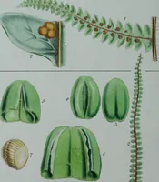 An illustration from Genera filicum, or, Illustrations of the ferns, and other allied genera / from the original coloured drawings of Francis Bauer ; with additions and descriptive letterpress, by Sir William Jackson Hooker. (1842)