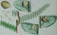 Picture 47 of 126 from Genera filicum, or, Illustrations of the ferns, and other allied genera / from the original coloured drawings of Francis Bauer ; with additions and descriptive letterpress, by Sir William Jackson Hooker. (1842), leaf 251