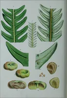 An illustration from Genera filicum, or, Illustrations of the ferns, and other allied genera / from the original coloured drawings of Francis Bauer ; with additions and descriptive letterpress, by Sir William Jackson Hooker. (1842)