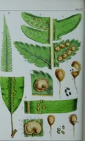 An illustration from Genera filicum, or, Illustrations of the ferns, and other allied genera / from the original coloured drawings of Francis Bauer ; with additions and descriptive letterpress, by Sir William Jackson Hooker. (1842)