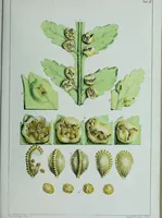 An illustration from Genera filicum, or, Illustrations of the ferns, and other allied genera / from the original coloured drawings of Francis Bauer ; with additions and descriptive letterpress, by Sir William Jackson Hooker. (1842)