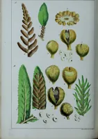 An illustration from Genera filicum, or, Illustrations of the ferns, and other allied genera / from the original coloured drawings of Francis Bauer ; with additions and descriptive letterpress, by Sir William Jackson Hooker. (1842)