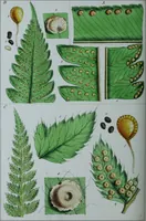 Picture 55 of 126 from Genera filicum, or, Illustrations of the ferns, and other allied genera / from the original coloured drawings of Francis Bauer ; with additions and descriptive letterpress, by Sir William Jackson Hooker. (1842), leaf 293