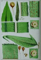 Picture 56 of 126 from Genera filicum, or, Illustrations of the ferns, and other allied genera / from the original coloured drawings of Francis Bauer ; with additions and descriptive letterpress, by Sir William Jackson Hooker. (1842), leaf 299