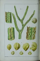 An illustration from Genera filicum, or, Illustrations of the ferns, and other allied genera / from the original coloured drawings of Francis Bauer ; with additions and descriptive letterpress, by Sir William Jackson Hooker. (1842)