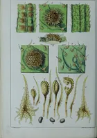 An illustration from Genera filicum, or, Illustrations of the ferns, and other allied genera / from the original coloured drawings of Francis Bauer ; with additions and descriptive letterpress, by Sir William Jackson Hooker. (1842)