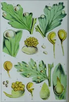 An illustration from Genera filicum, or, Illustrations of the ferns, and other allied genera / from the original coloured drawings of Francis Bauer ; with additions and descriptive letterpress, by Sir William Jackson Hooker. (1842)