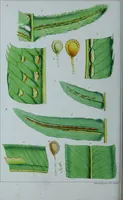Picture 60 of 126 from Genera filicum, or, Illustrations of the ferns, and other allied genera / from the original coloured drawings of Francis Bauer ; with additions and descriptive letterpress, by Sir William Jackson Hooker. (1842), leaf 329
