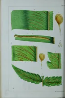 An illustration from Genera filicum, or, Illustrations of the ferns, and other allied genera / from the original coloured drawings of Francis Bauer ; with additions and descriptive letterpress, by Sir William Jackson Hooker. (1842)