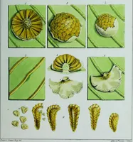 Picture 7 of 126 from Genera filicum, or, Illustrations of the ferns, and other allied genera / from the original coloured drawings of Francis Bauer ; with additions and descriptive letterpress, by Sir William Jackson Hooker. (1842), leaf 34