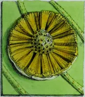 Picture 8 of 126 from Genera filicum, or, Illustrations of the ferns, and other allied genera / from the original coloured drawings of Francis Bauer ; with additions and descriptive letterpress, by Sir William Jackson Hooker. (1842), leaf 34
