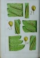 Picture 62 of 126 from Genera filicum, or, Illustrations of the ferns, and other allied genera / from the original coloured drawings of Francis Bauer ; with additions and descriptive letterpress, by Sir William Jackson Hooker. (1842), leaf 341