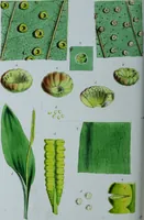 Picture 66 of 126 from Genera filicum, or, Illustrations of the ferns, and other allied genera / from the original coloured drawings of Francis Bauer ; with additions and descriptive letterpress, by Sir William Jackson Hooker. (1842), leaf 359