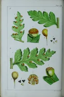 An illustration from Genera filicum, or, Illustrations of the ferns, and other allied genera / from the original coloured drawings of Francis Bauer ; with additions and descriptive letterpress, by Sir William Jackson Hooker. (1842)