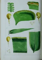 An illustration from Genera filicum, or, Illustrations of the ferns, and other allied genera / from the original coloured drawings of Francis Bauer ; with additions and descriptive letterpress, by Sir William Jackson Hooker. (1842)