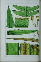 An illustration from Genera filicum, or, Illustrations of the ferns, and other allied genera / from the original coloured drawings of Francis Bauer ; with additions and descriptive letterpress, by Sir William Jackson Hooker. (1842)