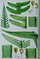 An illustration from Genera filicum, or, Illustrations of the ferns, and other allied genera / from the original coloured drawings of Francis Bauer ; with additions and descriptive letterpress, by Sir William Jackson Hooker. (1842)