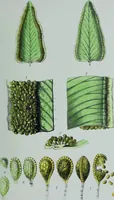 Picture 9 of 126 from Genera filicum, or, Illustrations of the ferns, and other allied genera / from the original coloured drawings of Francis Bauer ; with additions and descriptive letterpress, by Sir William Jackson Hooker. (1842), leaf 40