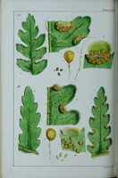 An illustration from Genera filicum, or, Illustrations of the ferns, and other allied genera / from the original coloured drawings of Francis Bauer ; with additions and descriptive letterpress, by Sir William Jackson Hooker. (1842)