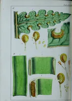 Picture 75 of 126 from Genera filicum, or, Illustrations of the ferns, and other allied genera / from the original coloured drawings of Francis Bauer ; with additions and descriptive letterpress, by Sir William Jackson Hooker. (1842), leaf 413