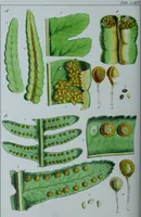 Picture 76 of 126 from Genera filicum, or, Illustrations of the ferns, and other allied genera / from the original coloured drawings of Francis Bauer ; with additions and descriptive letterpress, by Sir William Jackson Hooker. (1842), leaf 419