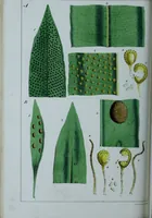 An illustration from Genera filicum, or, Illustrations of the ferns, and other allied genera / from the original coloured drawings of Francis Bauer ; with additions and descriptive letterpress, by Sir William Jackson Hooker. (1842)