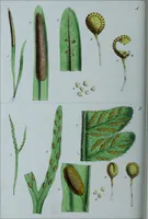 Picture 79 of 126 from Genera filicum, or, Illustrations of the ferns, and other allied genera / from the original coloured drawings of Francis Bauer ; with additions and descriptive letterpress, by Sir William Jackson Hooker. (1842), leaf 437