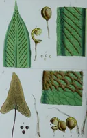 An illustration from Genera filicum, or, Illustrations of the ferns, and other allied genera / from the original coloured drawings of Francis Bauer ; with additions and descriptive letterpress, by Sir William Jackson Hooker. (1842)