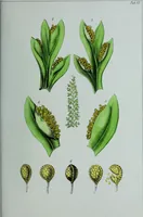 An illustration from Genera filicum, or, Illustrations of the ferns, and other allied genera / from the original coloured drawings of Francis Bauer ; with additions and descriptive letterpress, by Sir William Jackson Hooker. (1842)