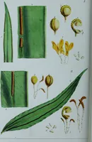 An illustration from Genera filicum, or, Illustrations of the ferns, and other allied genera / from the original coloured drawings of Francis Bauer ; with additions and descriptive letterpress, by Sir William Jackson Hooker. (1842)