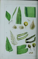 An illustration from Genera filicum, or, Illustrations of the ferns, and other allied genera / from the original coloured drawings of Francis Bauer ; with additions and descriptive letterpress, by Sir William Jackson Hooker. (1842)