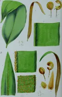 An illustration from Genera filicum, or, Illustrations of the ferns, and other allied genera / from the original coloured drawings of Francis Bauer ; with additions and descriptive letterpress, by Sir William Jackson Hooker. (1842)