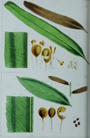 Picture 87 of 126 from Genera filicum, or, Illustrations of the ferns, and other allied genera / from the original coloured drawings of Francis Bauer ; with additions and descriptive letterpress, by Sir William Jackson Hooker. (1842), leaf 491