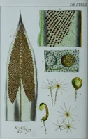 An illustration from Genera filicum, or, Illustrations of the ferns, and other allied genera / from the original coloured drawings of Francis Bauer ; with additions and descriptive letterpress, by Sir William Jackson Hooker. (1842)