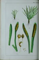 An illustration from Genera filicum, or, Illustrations of the ferns, and other allied genera / from the original coloured drawings of Francis Bauer ; with additions and descriptive letterpress, by Sir William Jackson Hooker. (1842)