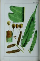 An illustration from Genera filicum, or, Illustrations of the ferns, and other allied genera / from the original coloured drawings of Francis Bauer ; with additions and descriptive letterpress, by Sir William Jackson Hooker. (1842)