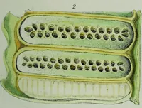 An illustration from Genera filicum, or, Illustrations of the ferns, and other allied genera / from the original coloured drawings of Francis Bauer ; with additions and descriptive letterpress, by Sir William Jackson Hooker. (1842)