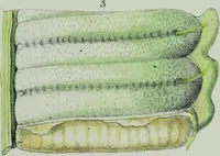Picture 12 of 126 from Genera filicum, or, Illustrations of the ferns, and other allied genera / from the original coloured drawings of Francis Bauer ; with additions and descriptive letterpress, by Sir William Jackson Hooker. (1842), leaf 52