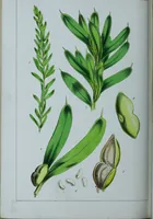 An illustration from Genera filicum, or, Illustrations of the ferns, and other allied genera / from the original coloured drawings of Francis Bauer ; with additions and descriptive letterpress, by Sir William Jackson Hooker. (1842)
