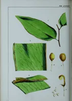 An illustration from Genera filicum, or, Illustrations of the ferns, and other allied genera / from the original coloured drawings of Francis Bauer ; with additions and descriptive letterpress, by Sir William Jackson Hooker. (1842)