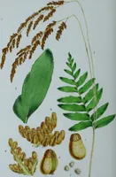An illustration from Genera filicum, or, Illustrations of the ferns, and other allied genera / from the original coloured drawings of Francis Bauer ; with additions and descriptive letterpress, by Sir William Jackson Hooker. (1842)