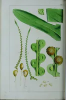 Picture 97 of 126 from Genera filicum, or, Illustrations of the ferns, and other allied genera / from the original coloured drawings of Francis Bauer ; with additions and descriptive letterpress, by Sir William Jackson Hooker. (1842), leaf 551