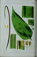 An illustration from Genera filicum, or, Illustrations of the ferns, and other allied genera / from the original coloured drawings of Francis Bauer ; with additions and descriptive letterpress, by Sir William Jackson Hooker. (1842)