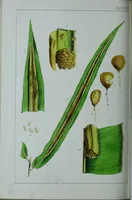 An illustration from Genera filicum, or, Illustrations of the ferns, and other allied genera / from the original coloured drawings of Francis Bauer ; with additions and descriptive letterpress, by Sir William Jackson Hooker. (1842)