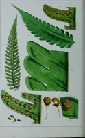 Picture 100 of 126 from Genera filicum, or, Illustrations of the ferns, and other allied genera / from the original coloured drawings of Francis Bauer ; with additions and descriptive letterpress, by Sir William Jackson Hooker. (1842), leaf 569