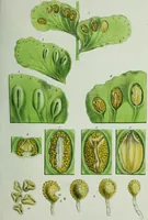 An illustration from Genera filicum, or, Illustrations of the ferns, and other allied genera / from the original coloured drawings of Francis Bauer ; with additions and descriptive letterpress, by Sir William Jackson Hooker. (1842)
