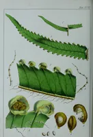 Picture 102 of 126 from Genera filicum, or, Illustrations of the ferns, and other allied genera / from the original coloured drawings of Francis Bauer ; with additions and descriptive letterpress, by Sir William Jackson Hooker. (1842), leaf 581